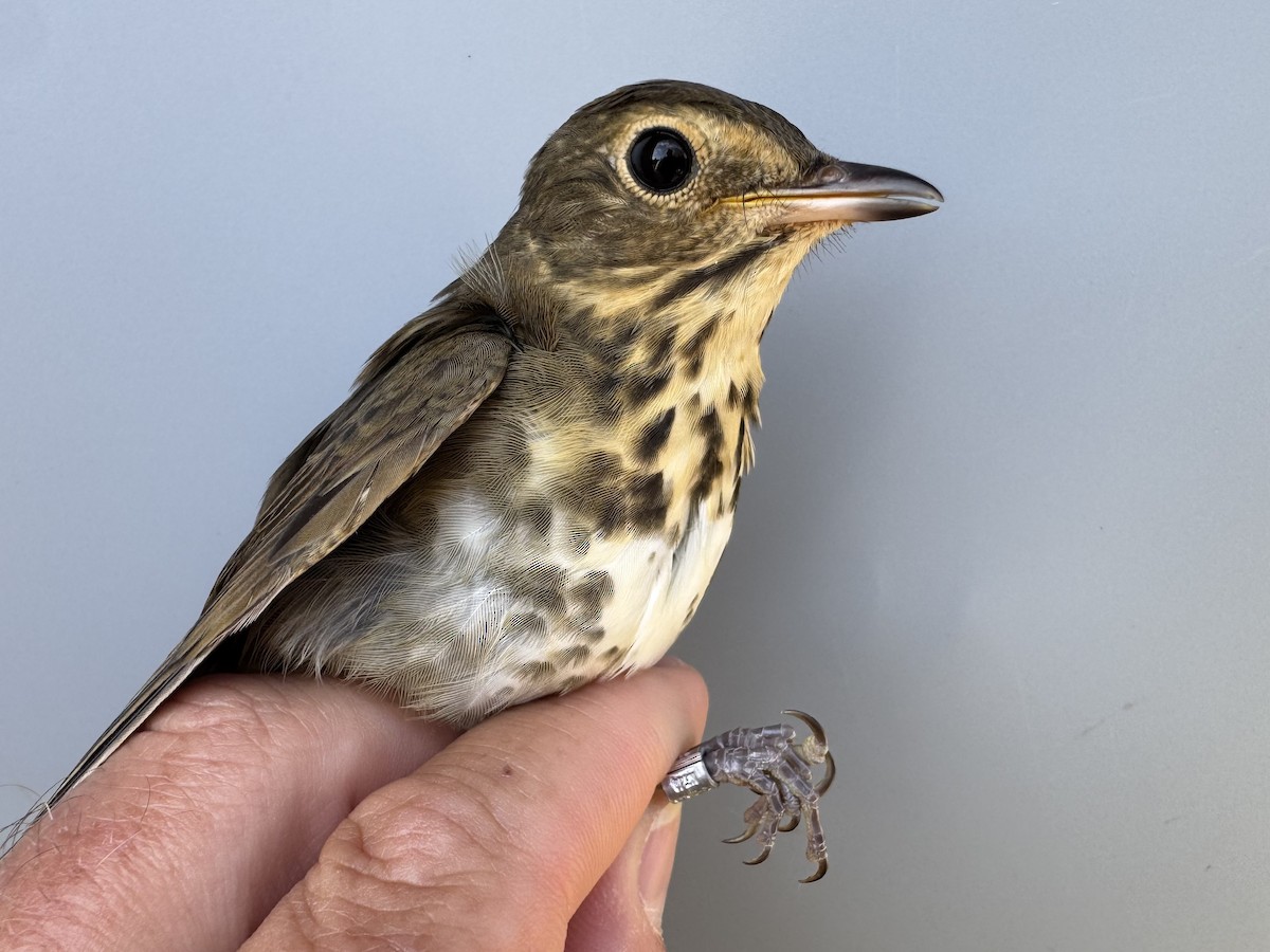 Swainson's Thrush (Olive-backed) - ML642304773