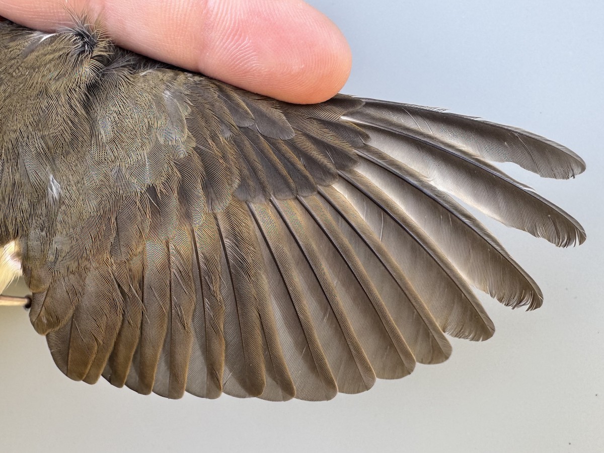 Swainson's Thrush (Olive-backed) - ML642304774
