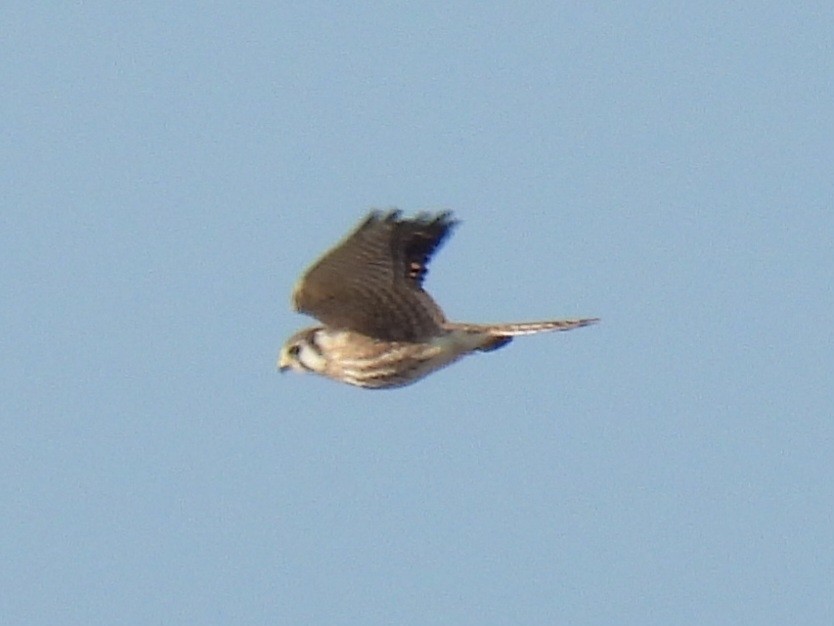 American Kestrel - ML642304820