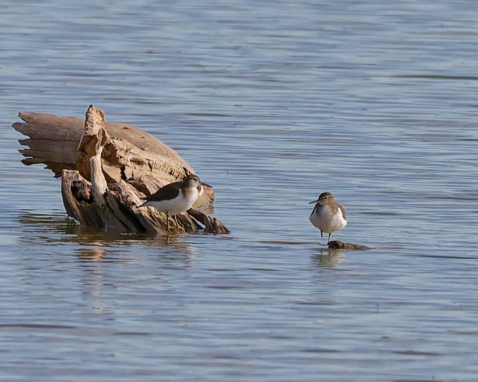 Spotted Sandpiper - ML642304833