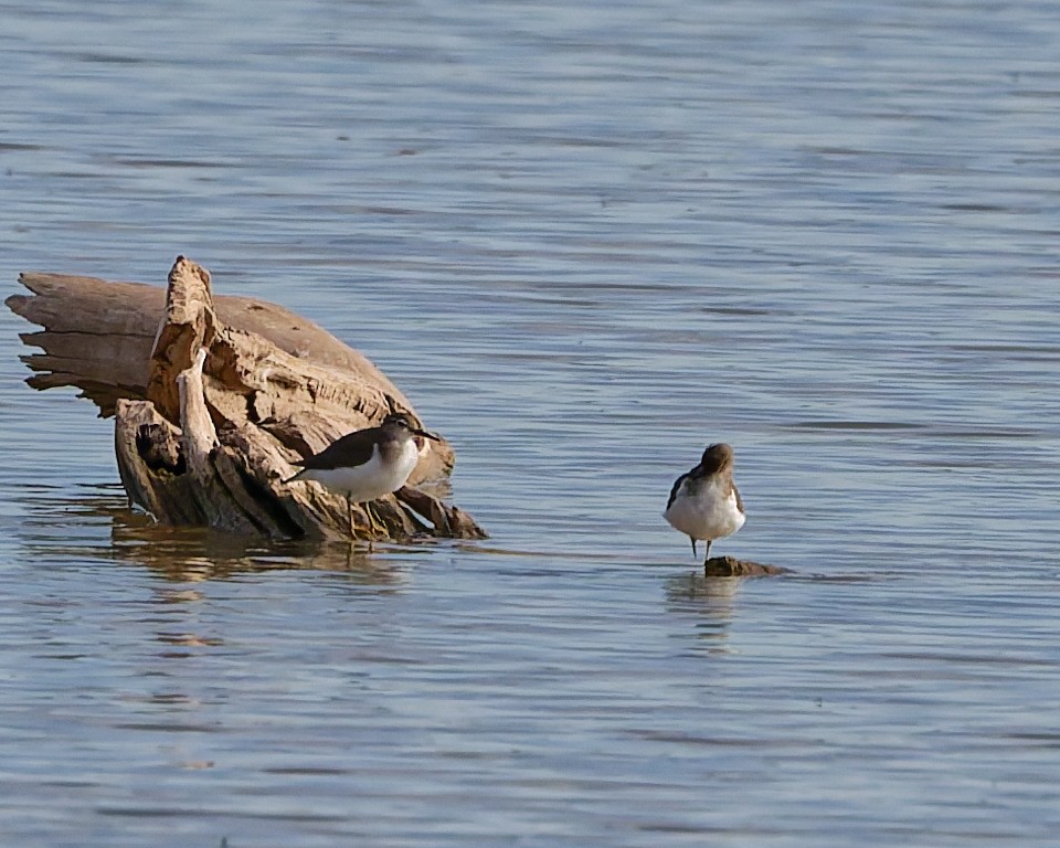 Spotted Sandpiper - ML642304838