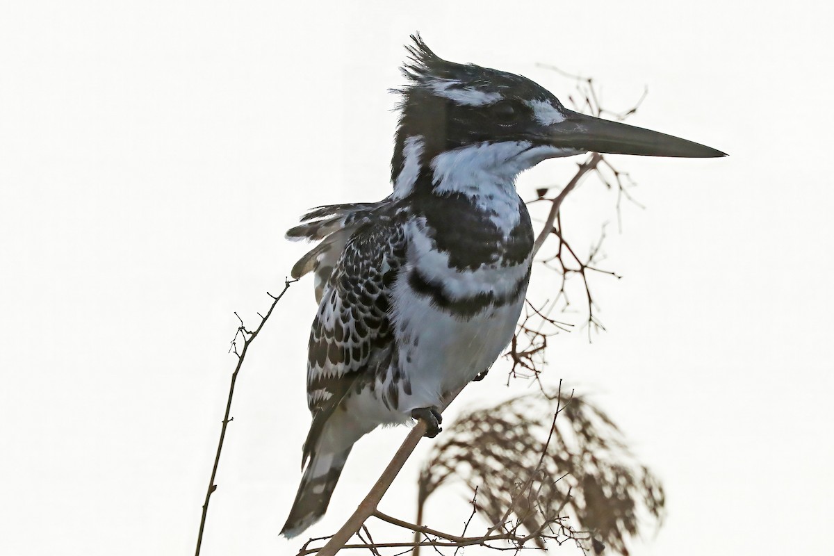 Pied Kingfisher - ML642304841