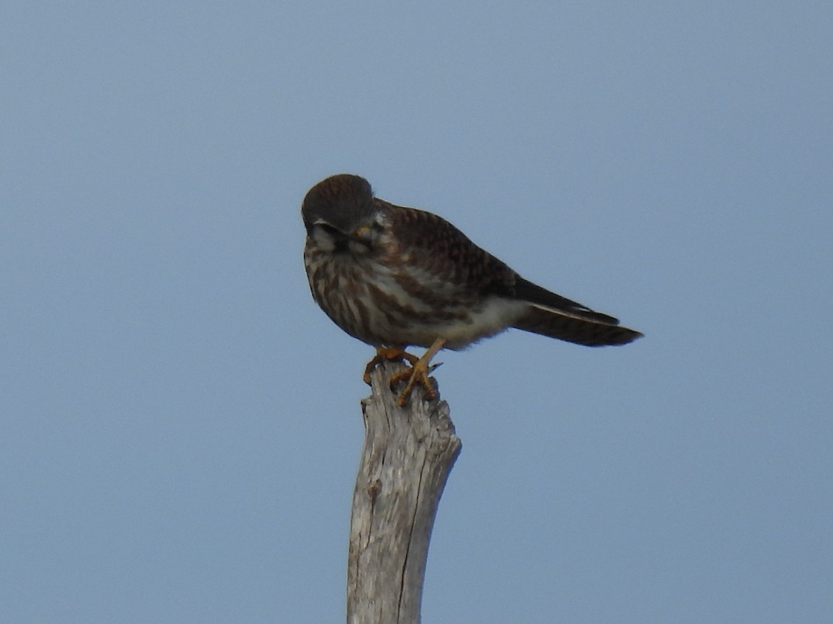 American Kestrel - ML642304882