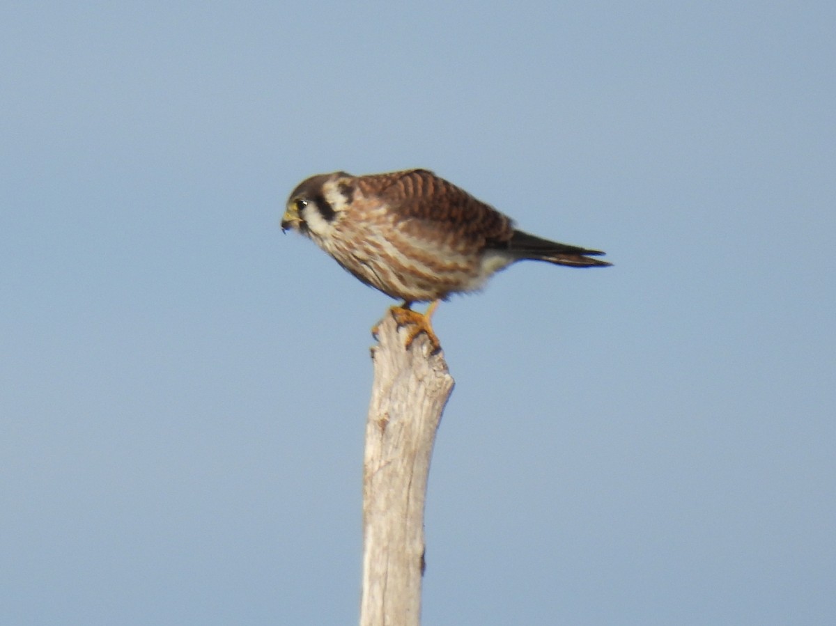 American Kestrel - ML642304883