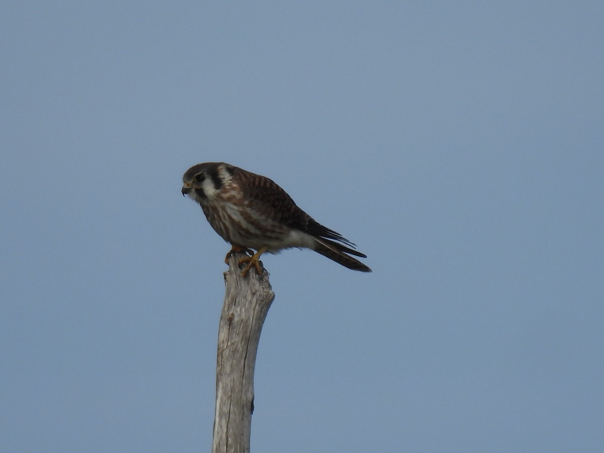 American Kestrel - ML642304884