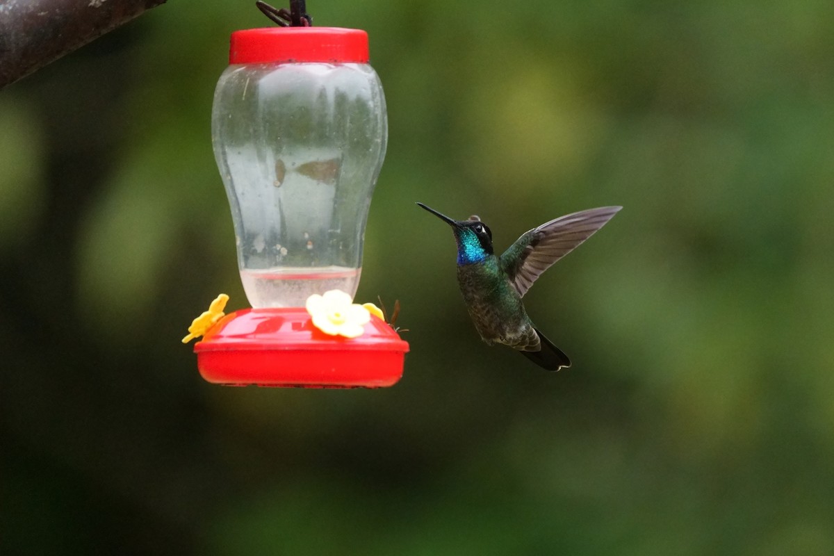 Talamanca Hummingbird - ML642304931
