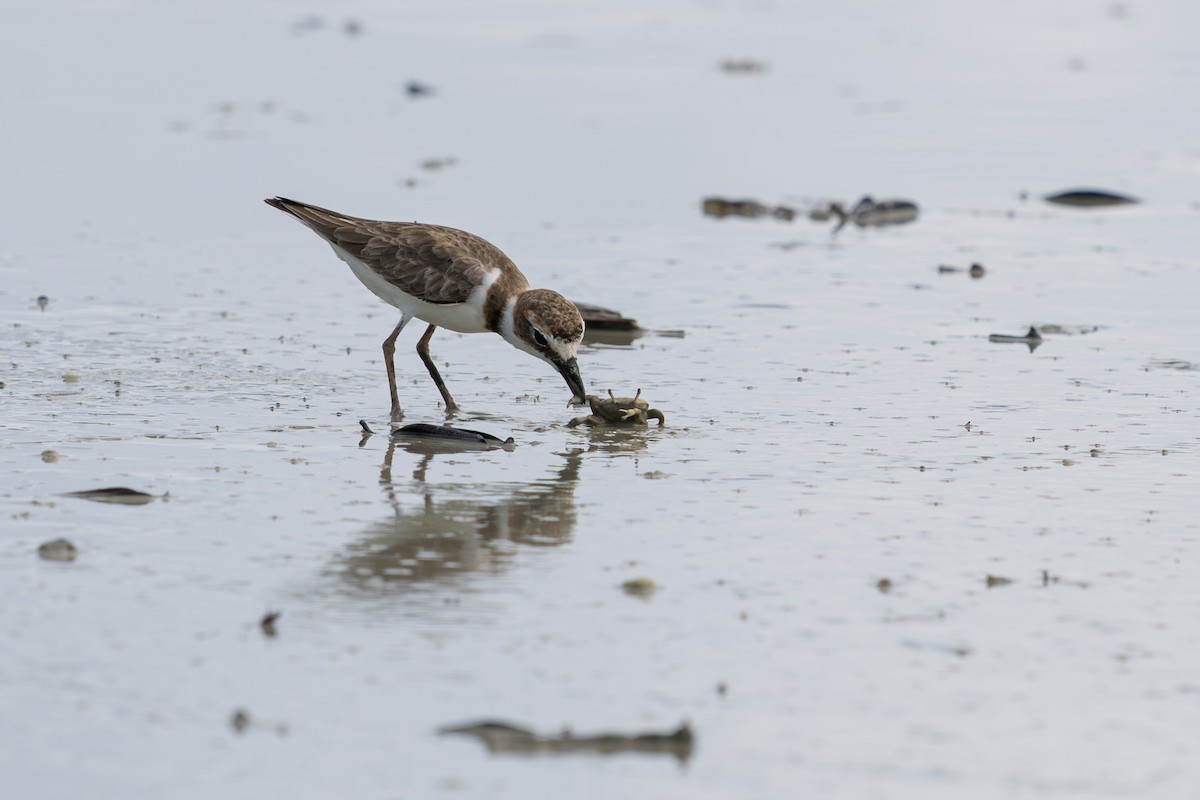 Wilson's Plover - ML642304934