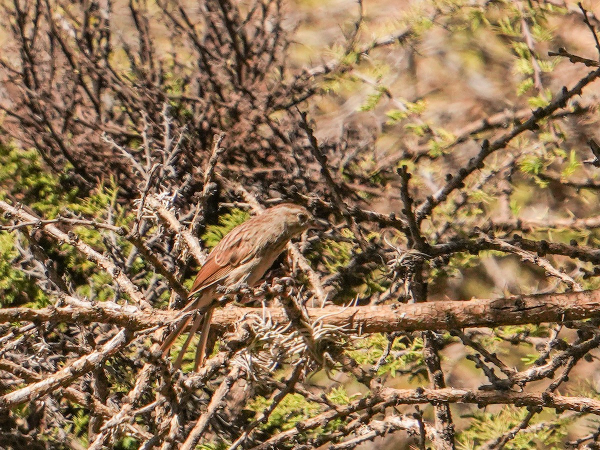 Rufous-crowned Sparrow - ML642304937