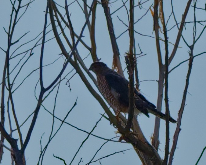 Cooper's Hawk - ML642304953