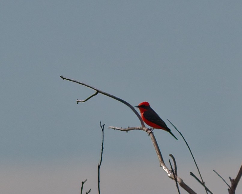 Vermilion Flycatcher - ML642304959
