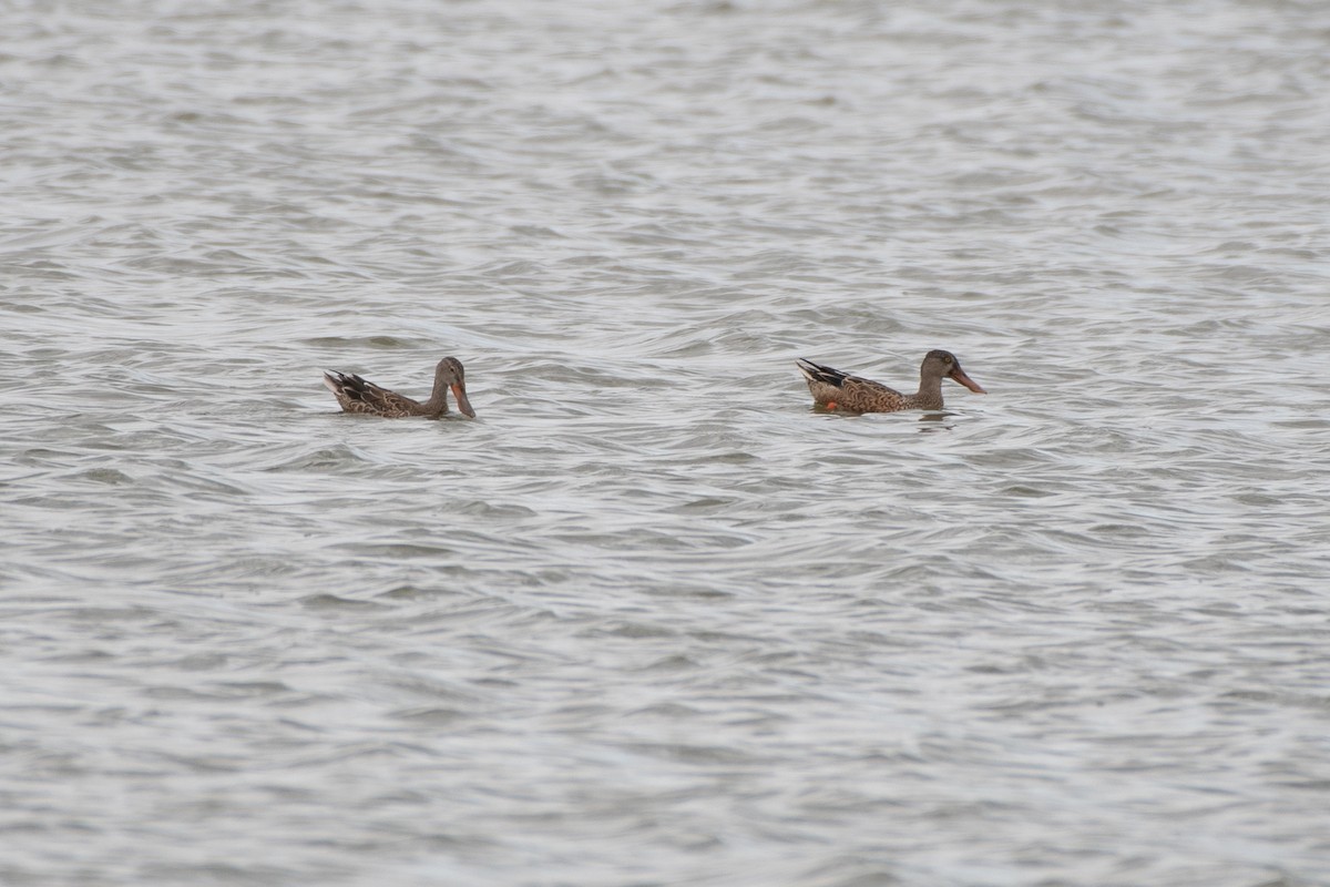 Northern Shoveler - ML642304961