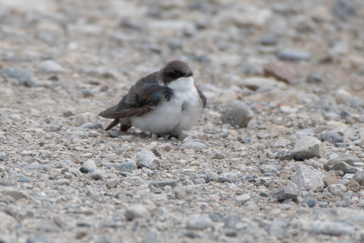 Tree Swallow - ML642304965