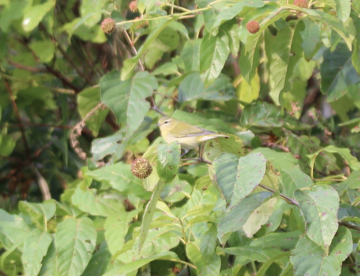 Tennessee Warbler - ML642304970