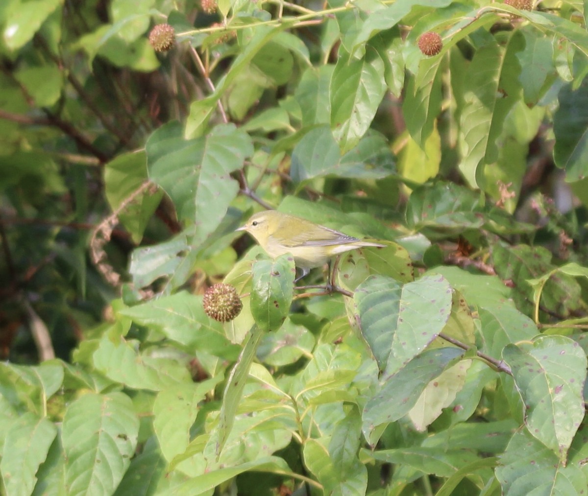 Tennessee Warbler - ML642304971