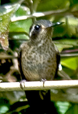 Speckled Hummingbird - ML642304979