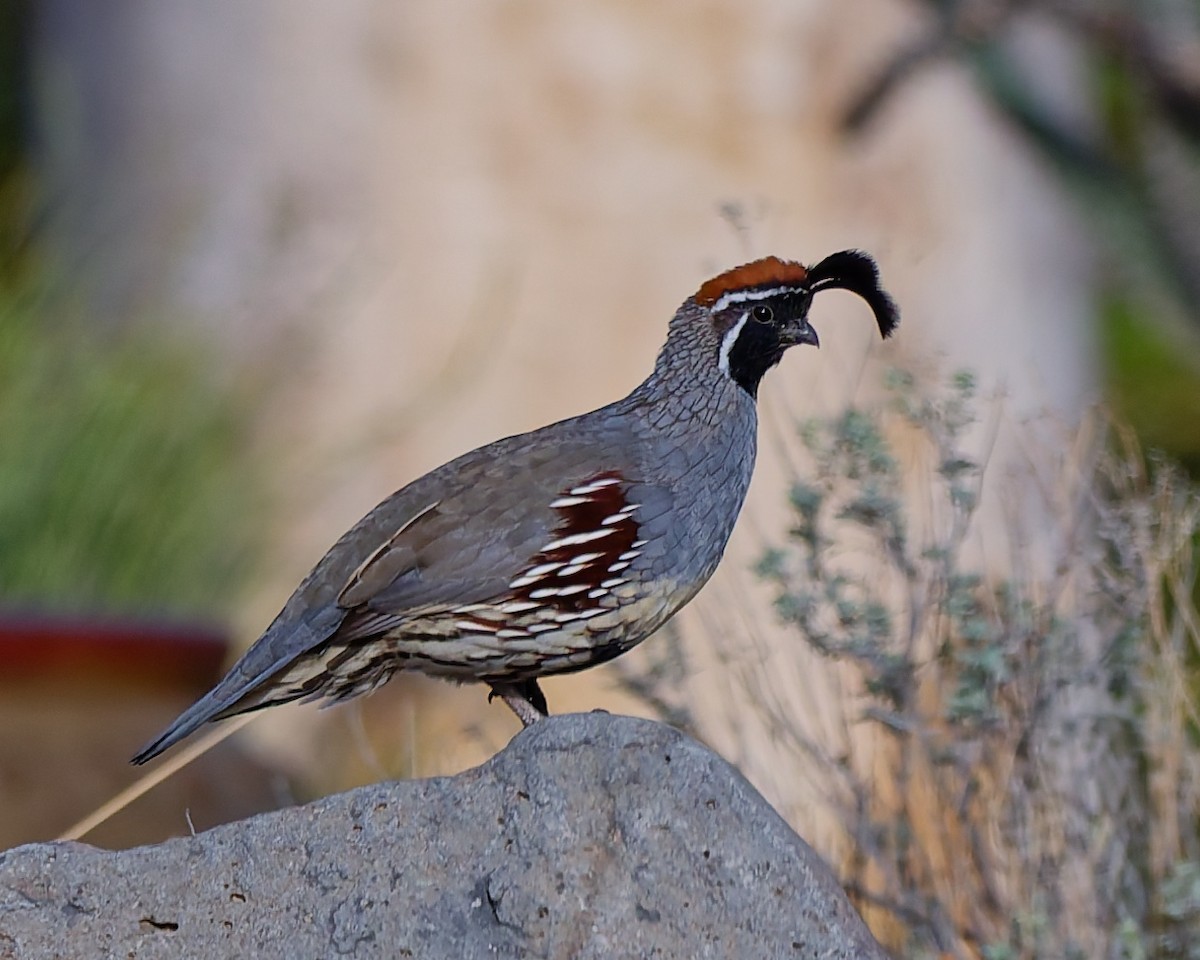 Colin de Gambel - ML642304984