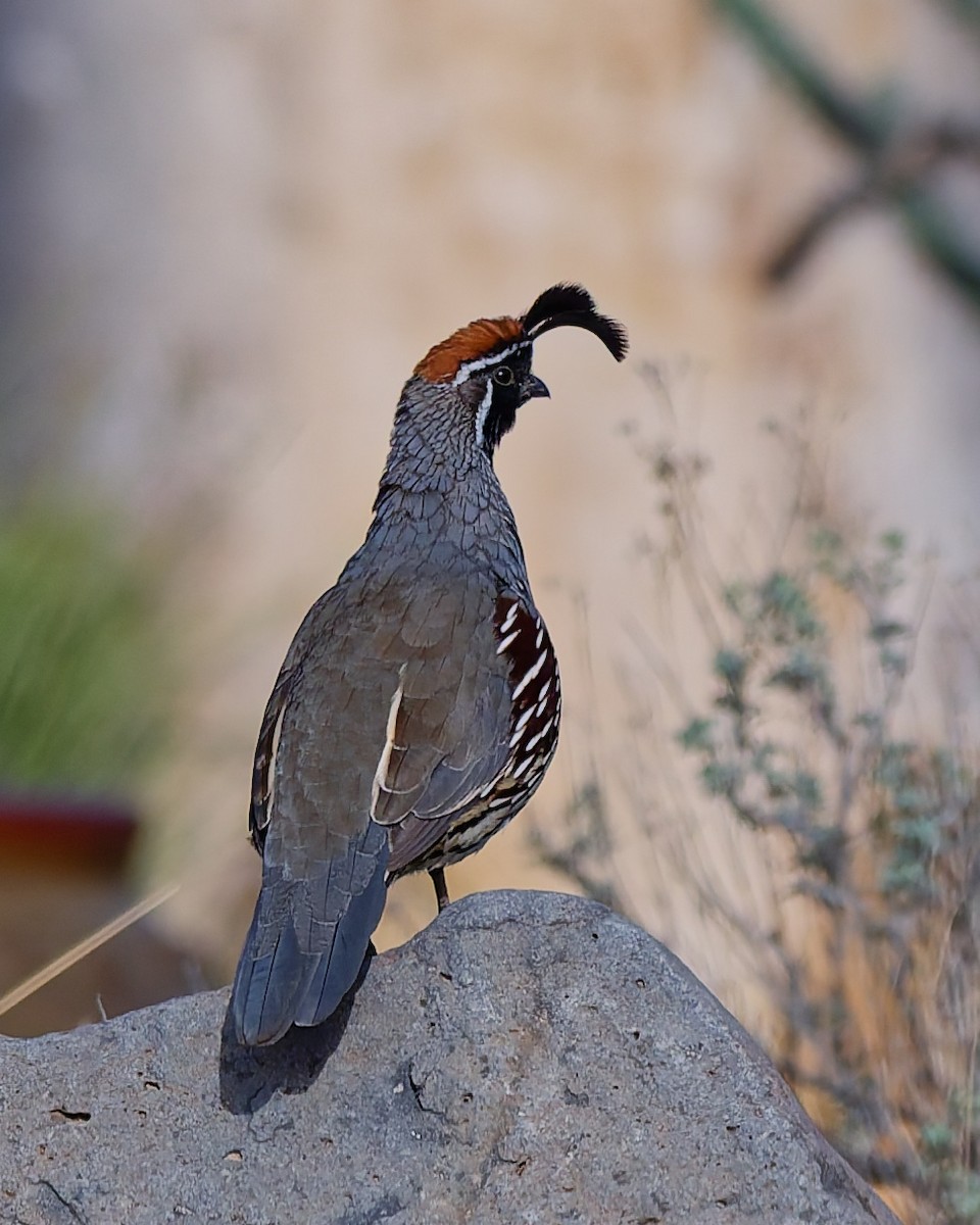 Colin de Gambel - ML642304999