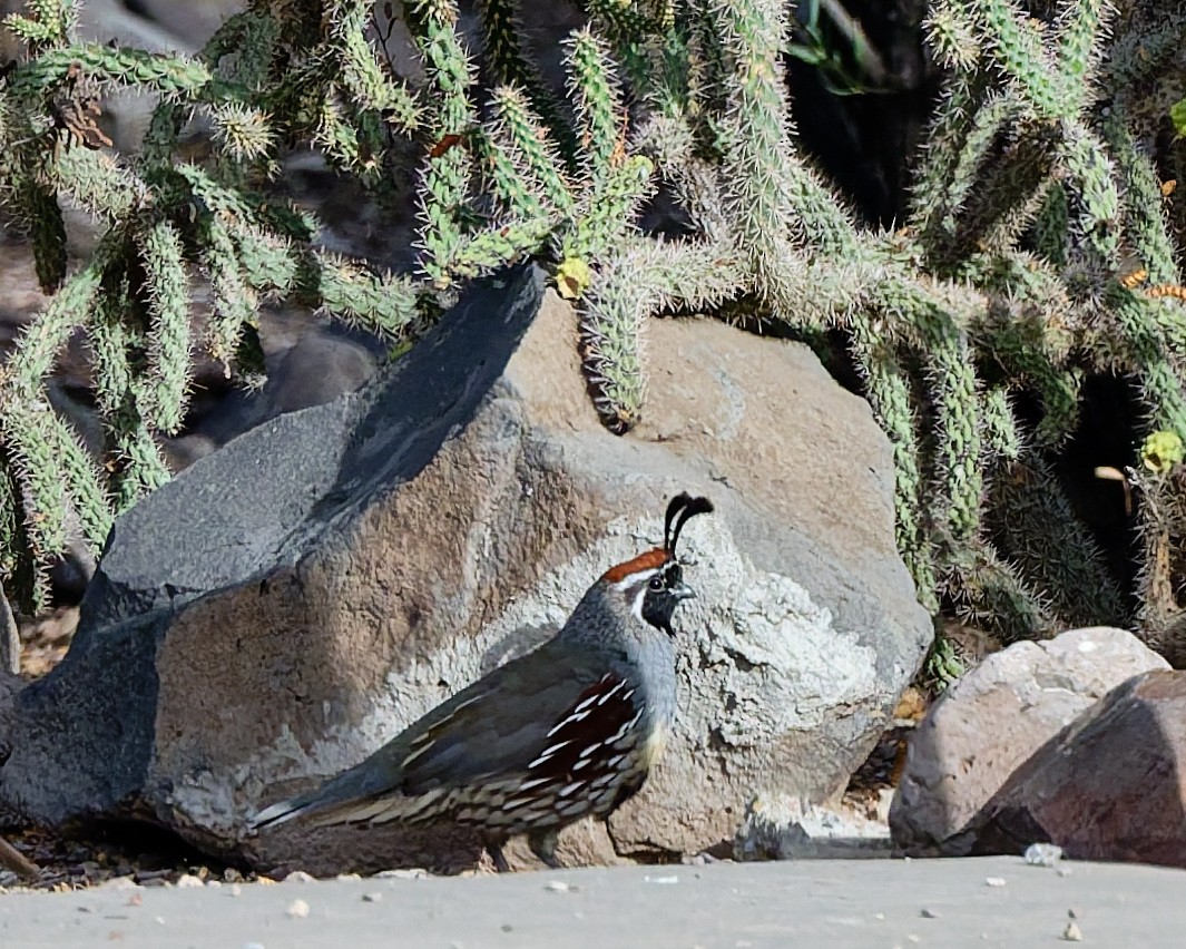 Colin de Gambel - ML642305008