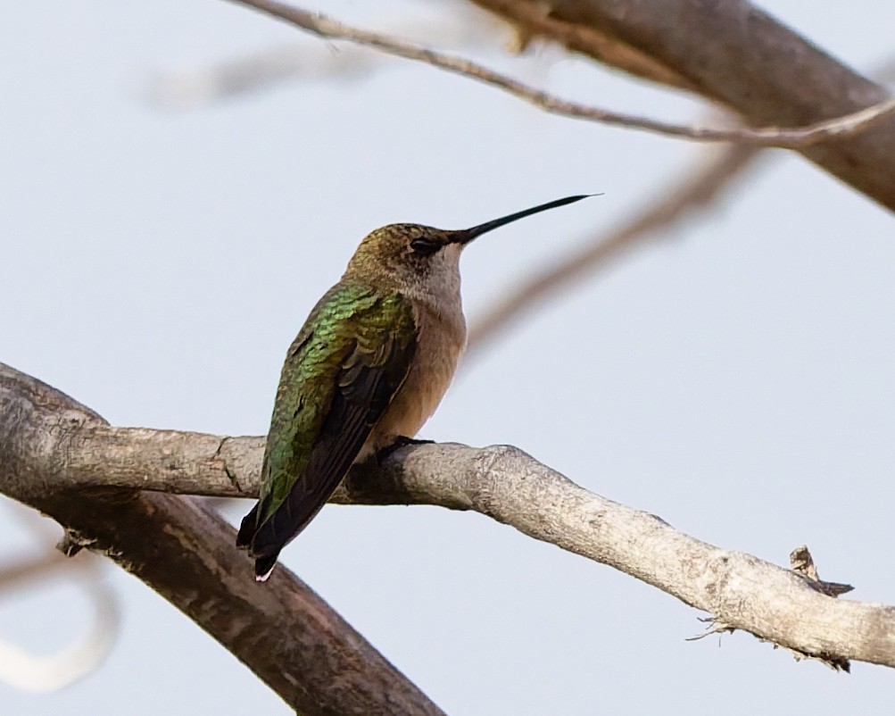 Colibri à queue large - ML642305013