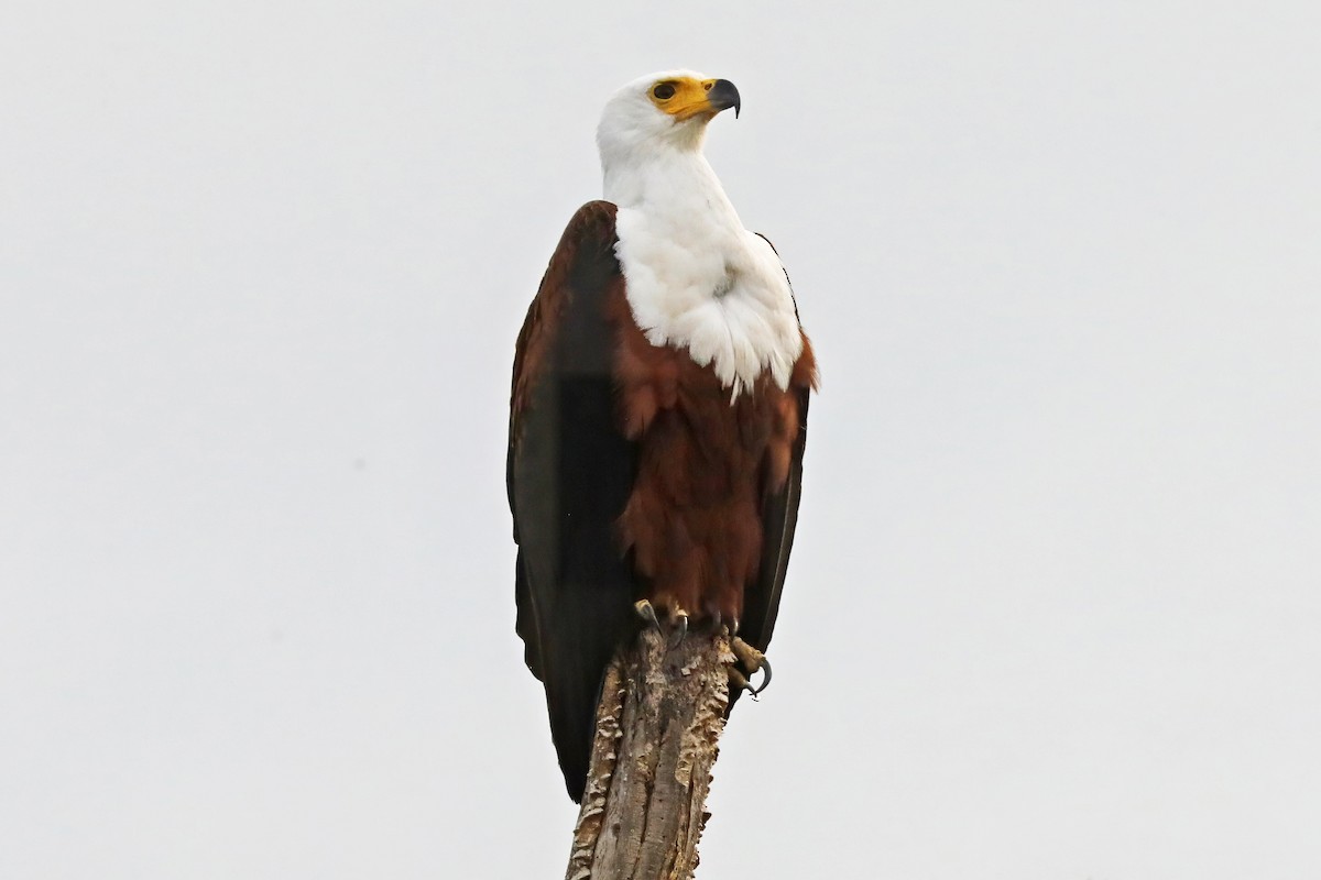 African Fish-Eagle - ML642305029
