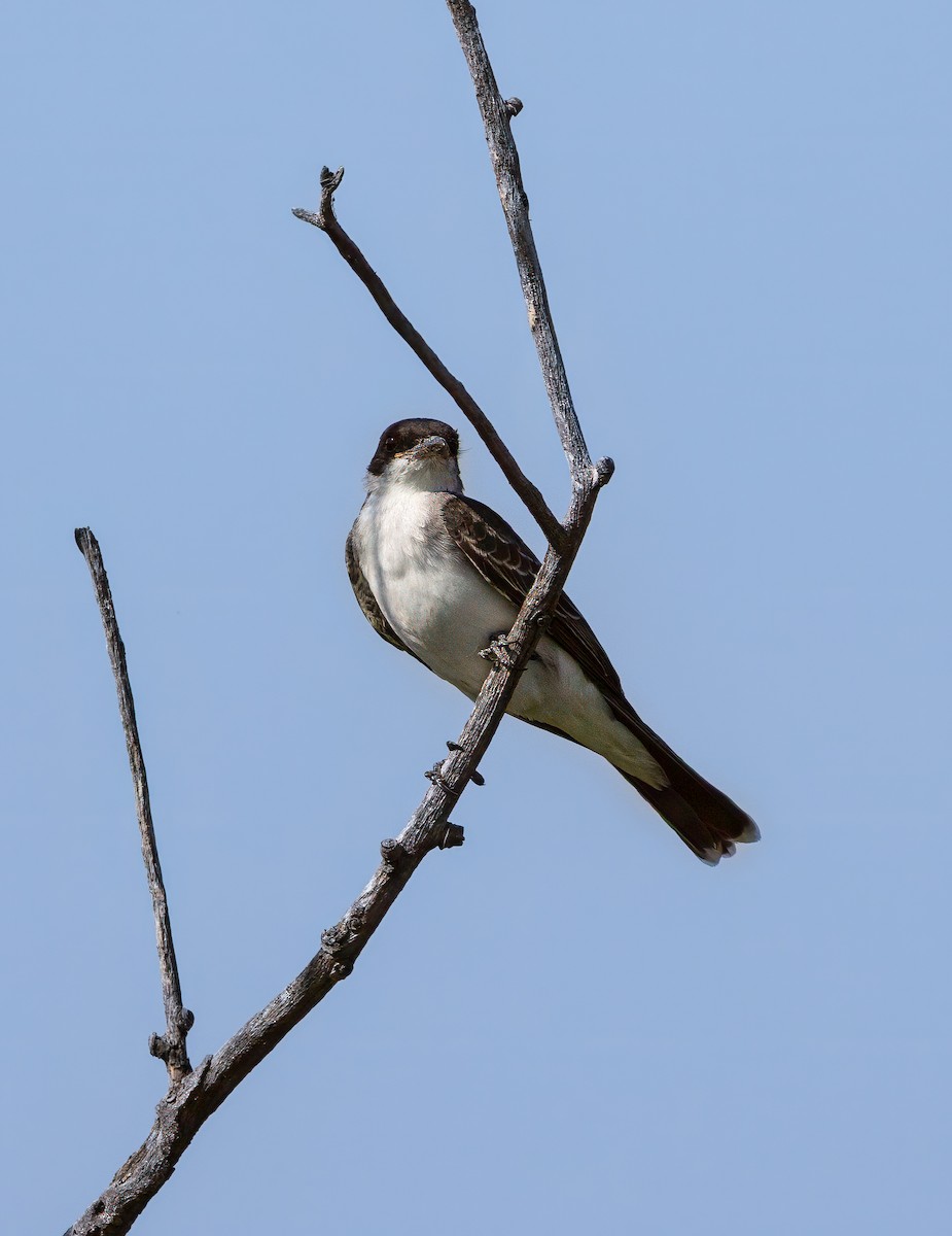 Eastern Kingbird - ML642305032