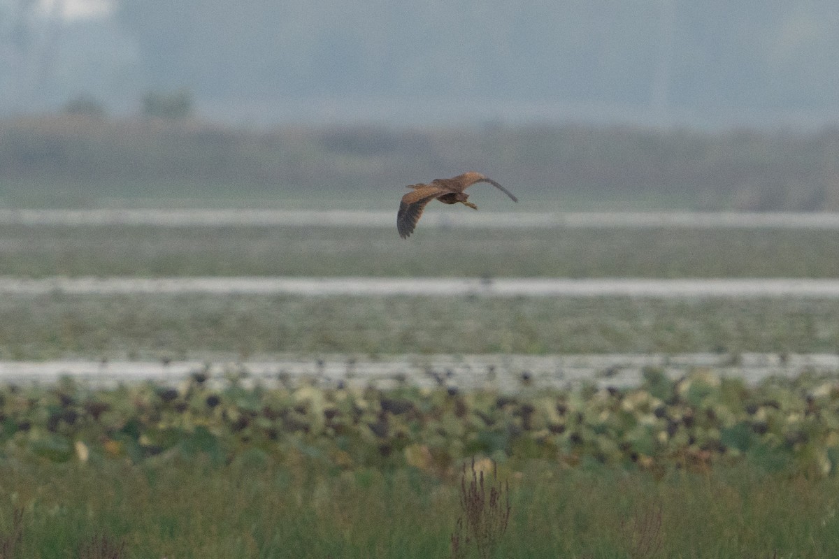 American Bittern - ML642305042