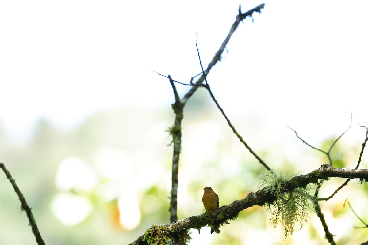 Tufted Flycatcher - ML642305045