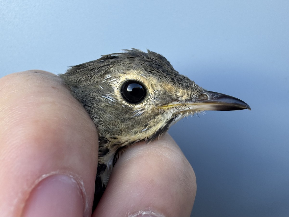 Swainson's Thrush (Olive-backed) - ML642305048