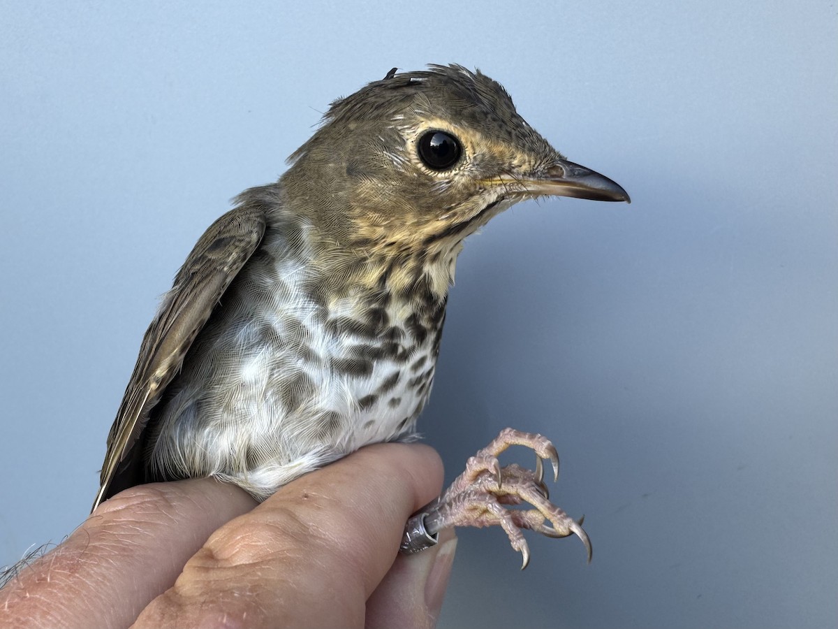 Swainson's Thrush (Olive-backed) - ML642305050