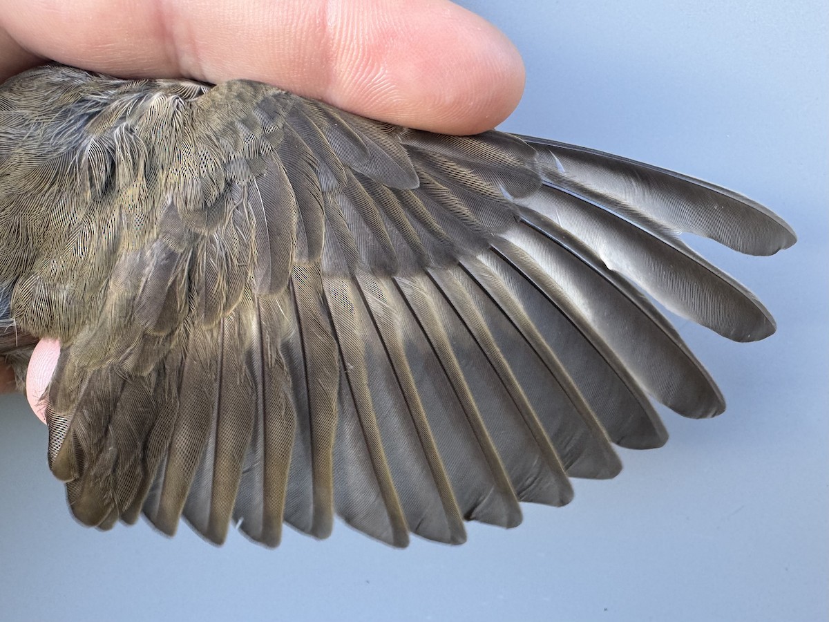 Swainson's Thrush (Olive-backed) - ML642305051