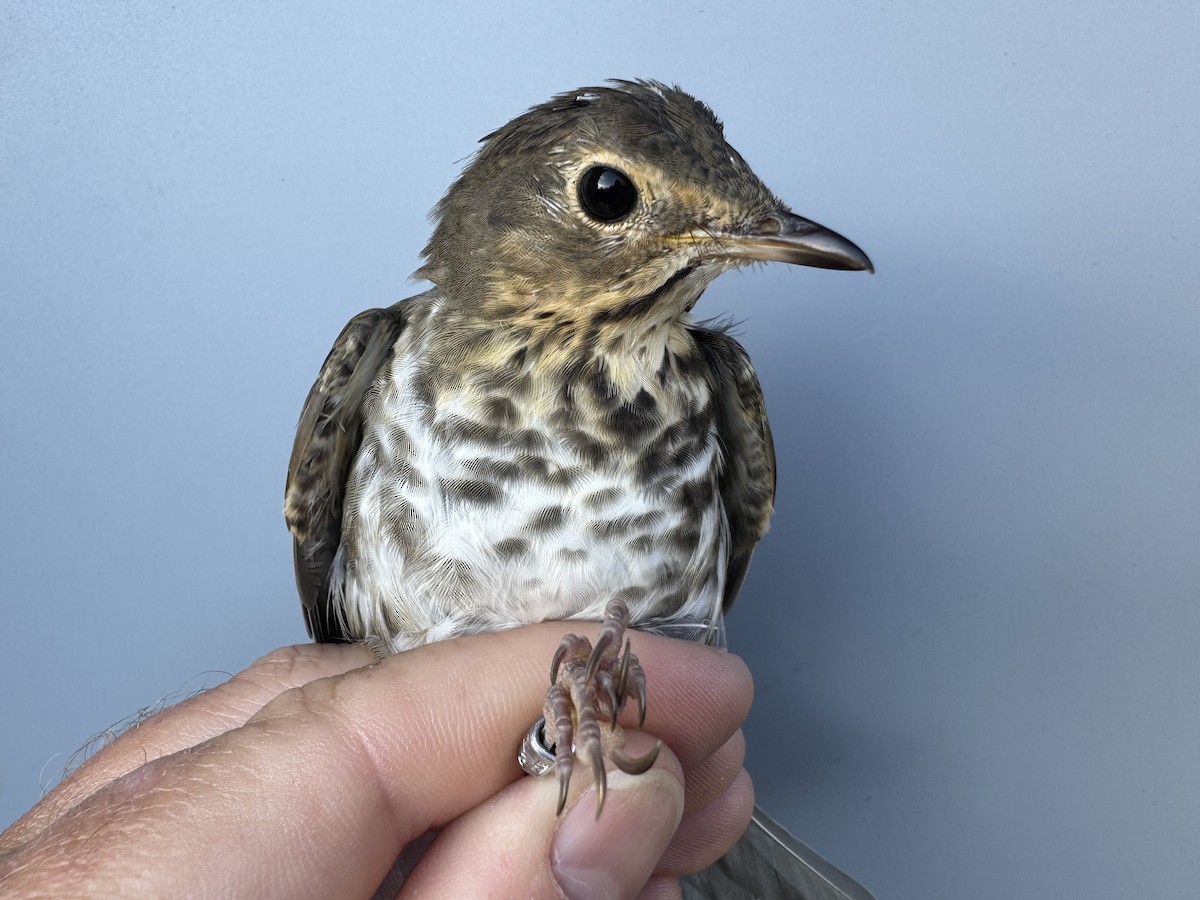 Swainson's Thrush (Olive-backed) - ML642305052