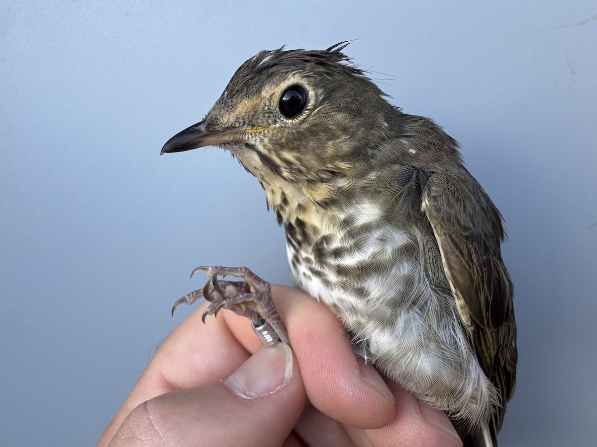 Swainson's Thrush (Olive-backed) - ML642305053