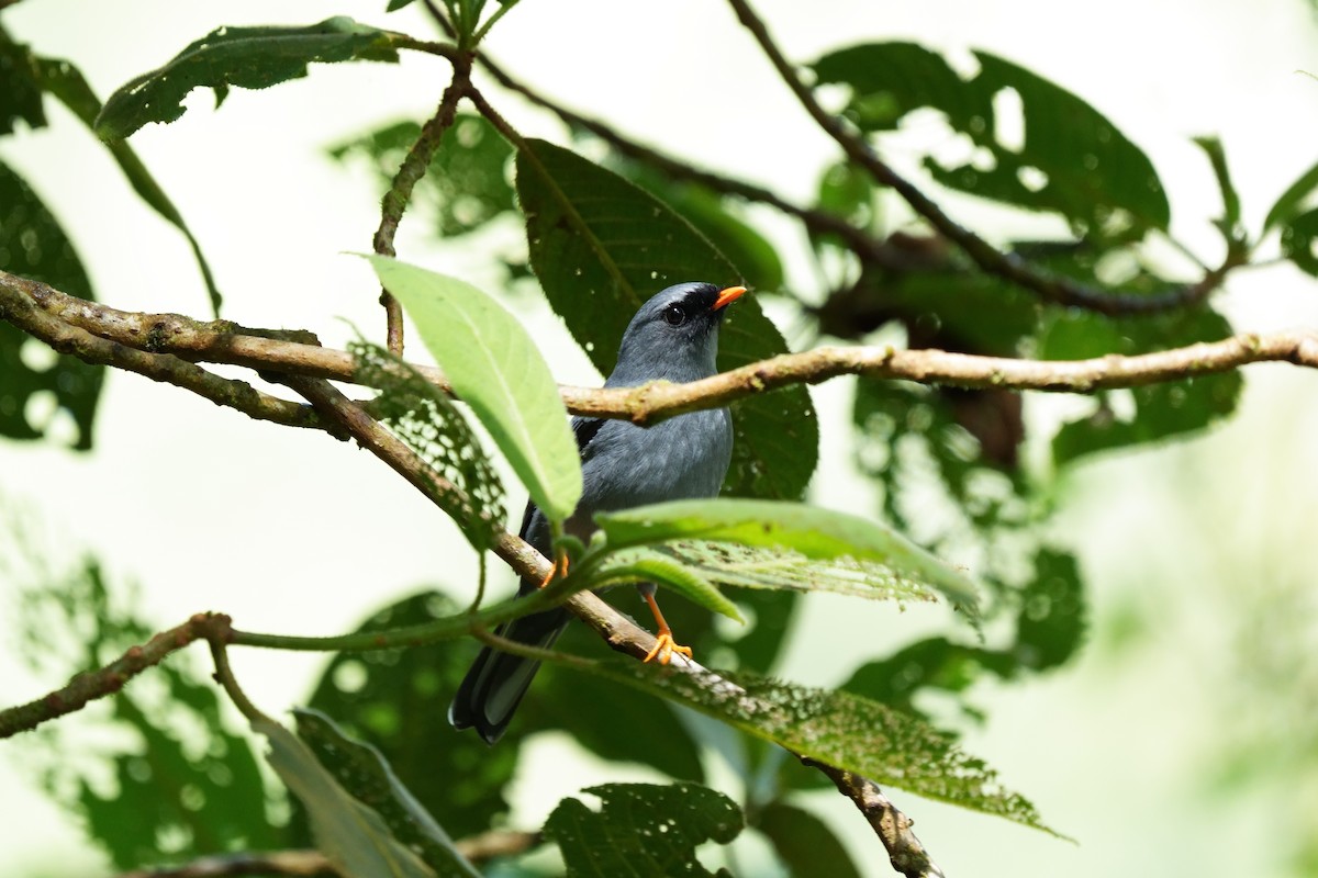 Black-faced Solitaire - ML642305054
