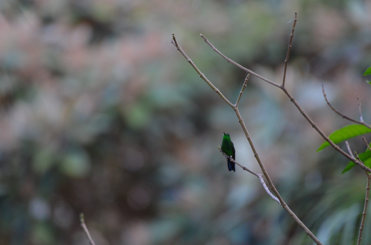 Blue-vented Hummingbird - ML642305055