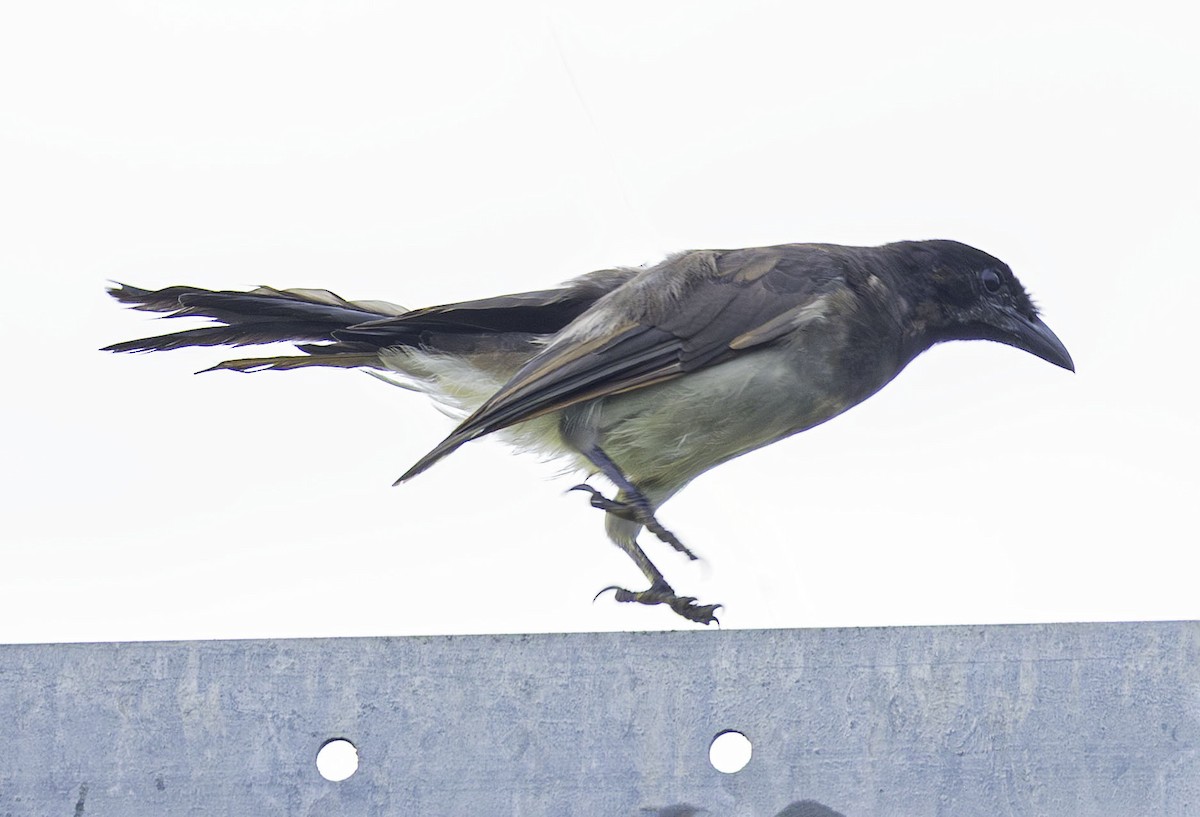 Brown Jay - ML642305058