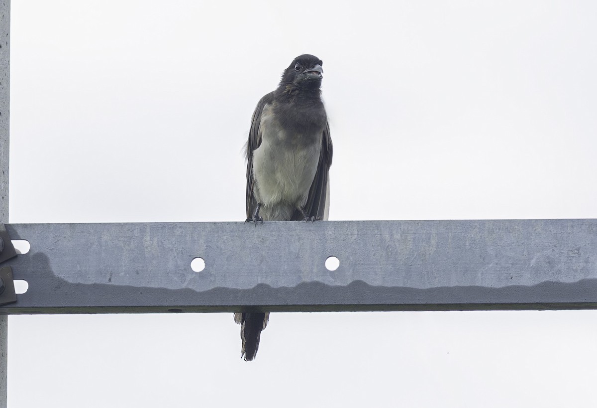 Brown Jay - ML642305059