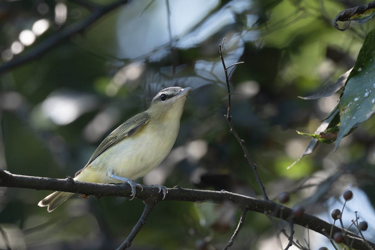 Vireo Ojirrojo - ML642305062