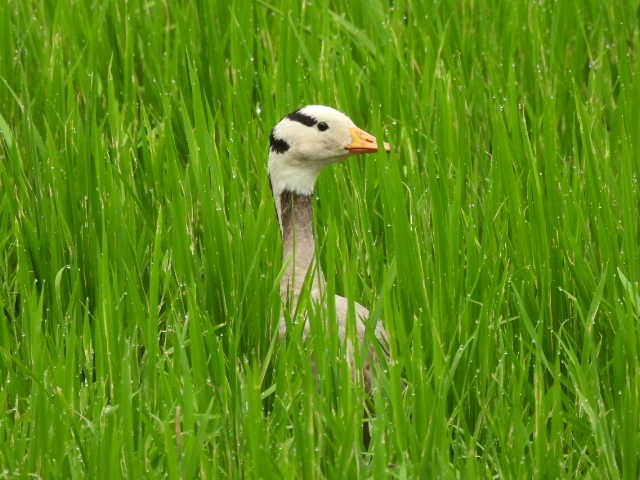 Bar-headed Goose - ML642305071