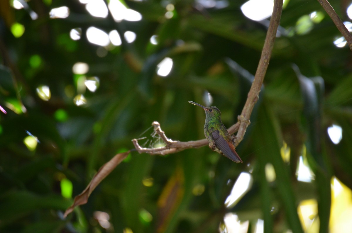 Rufous-tailed Hummingbird - ML642305078