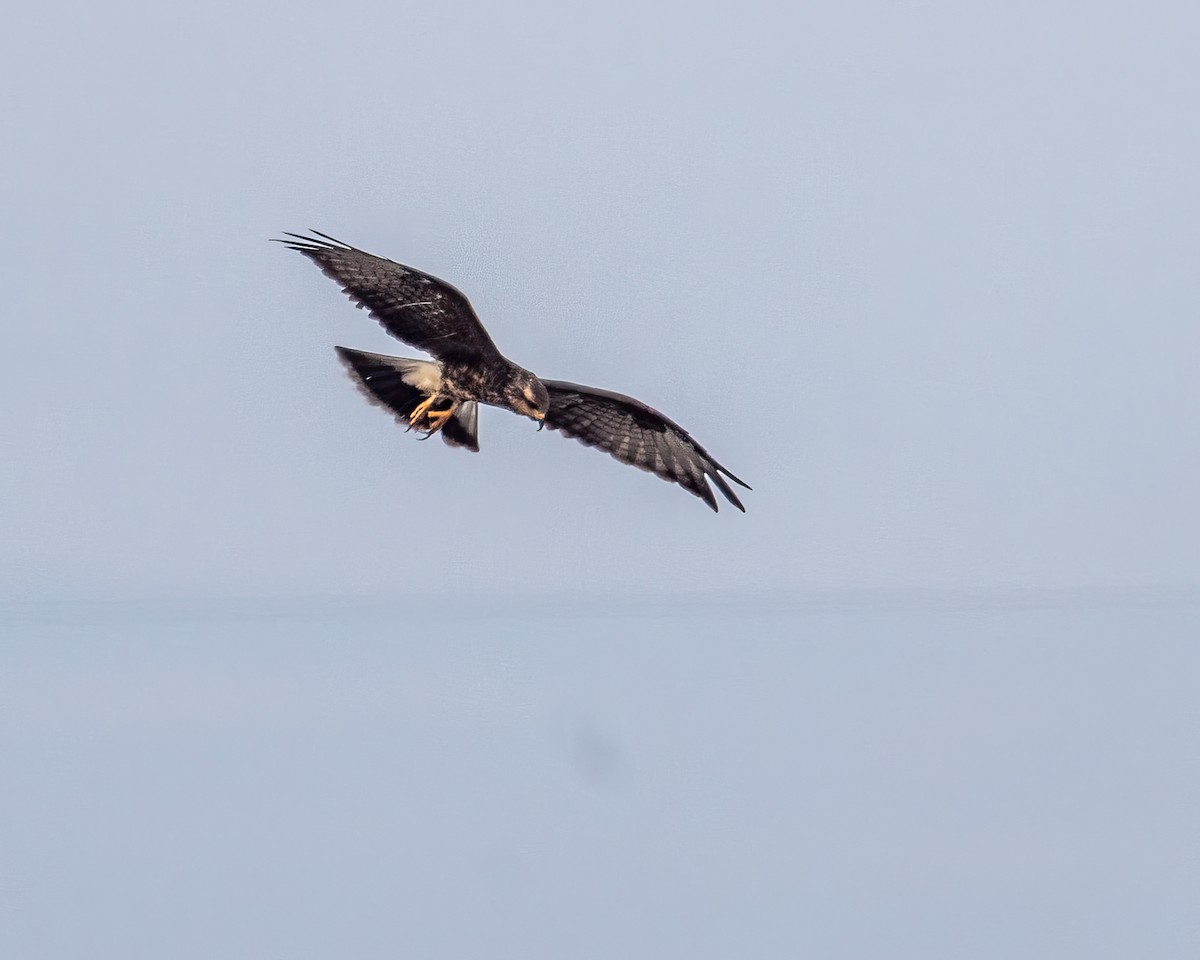 Snail Kite - ML642305083