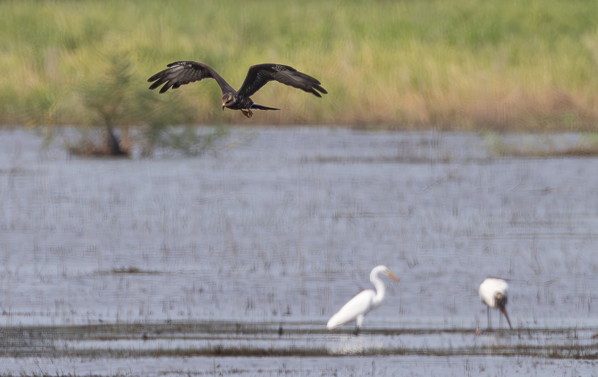 Snail Kite - ML642305084