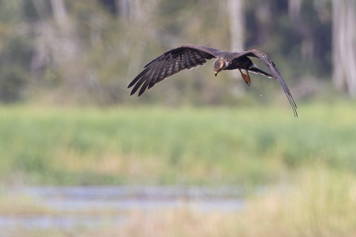 Snail Kite - ML642305086