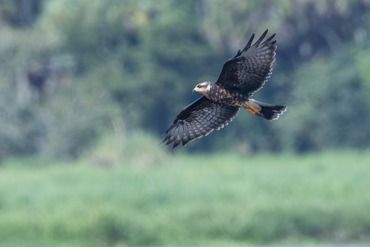 Snail Kite - Pam Koepf
