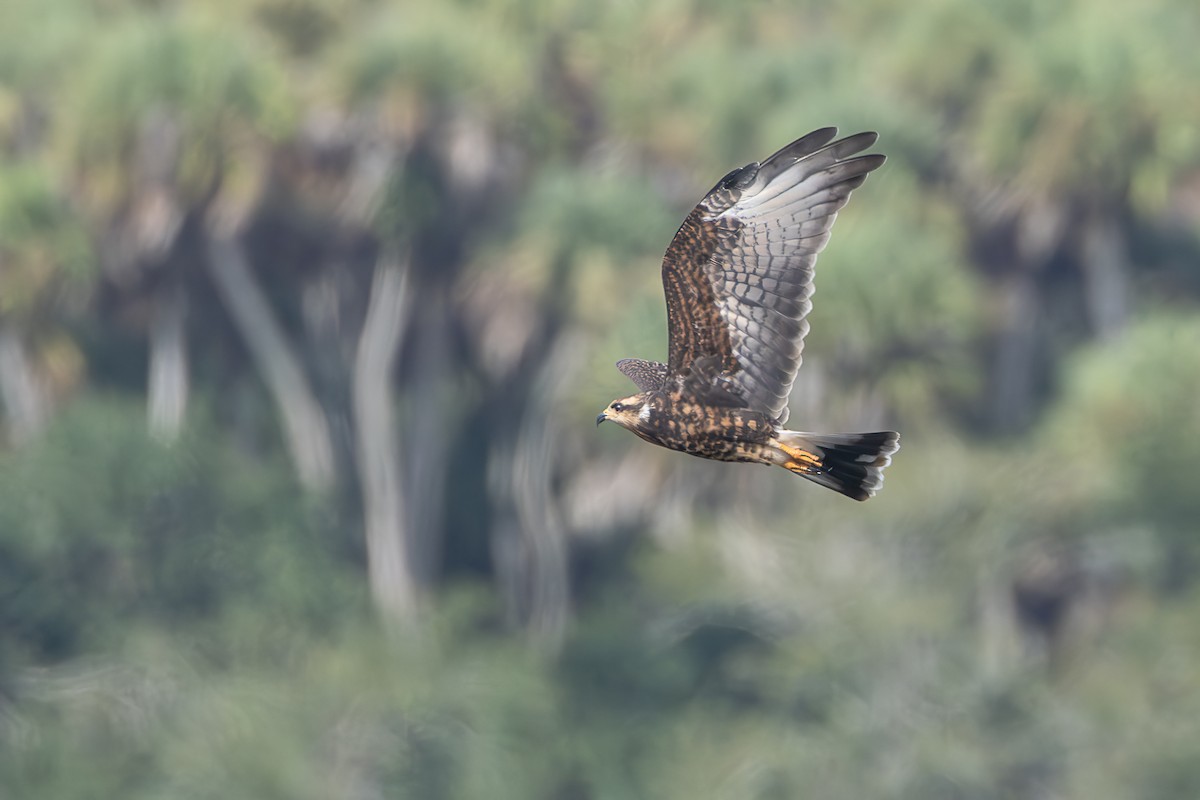 Snail Kite - ML642305088