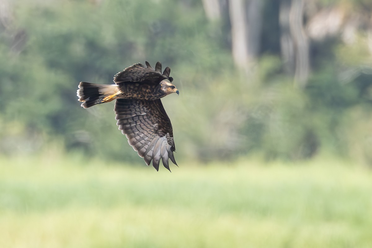 Snail Kite - ML642305090