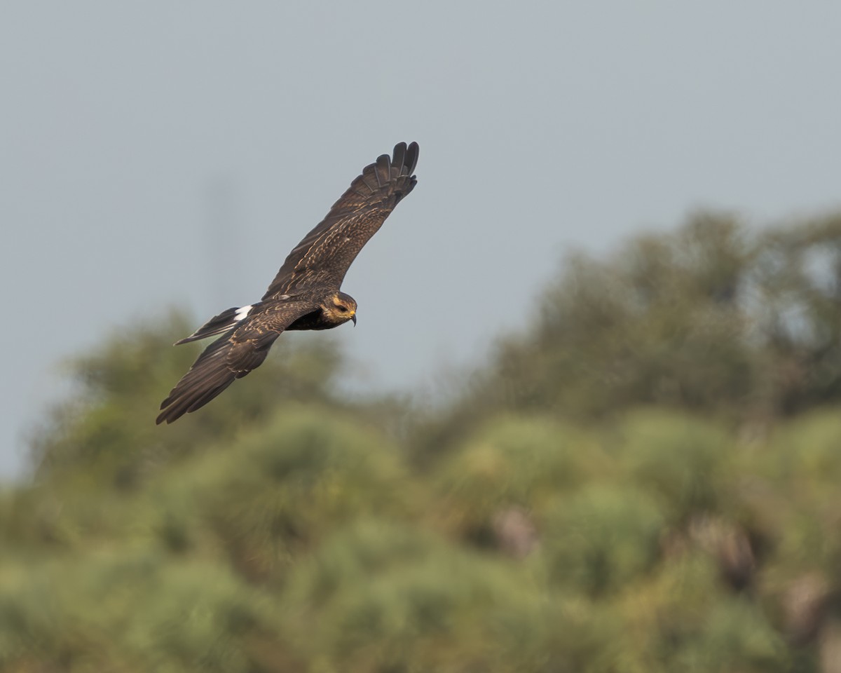 Snail Kite - ML642305092