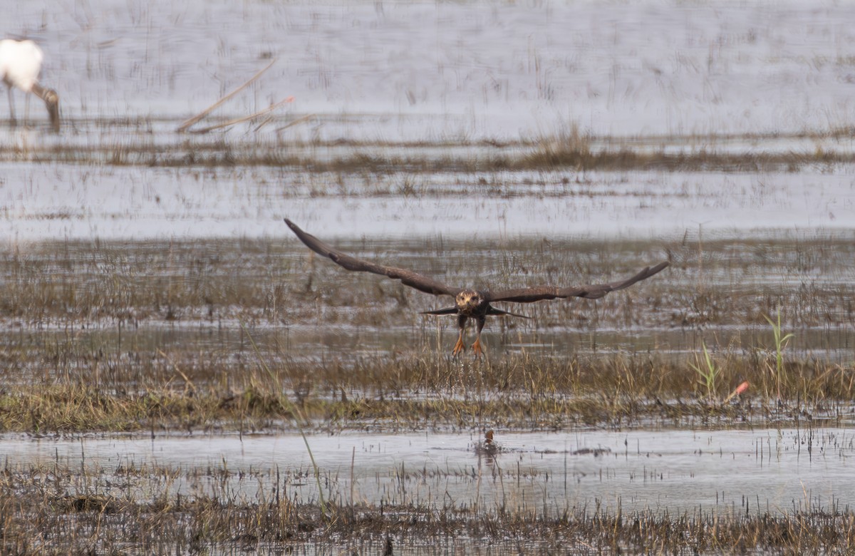 Snail Kite - ML642305095
