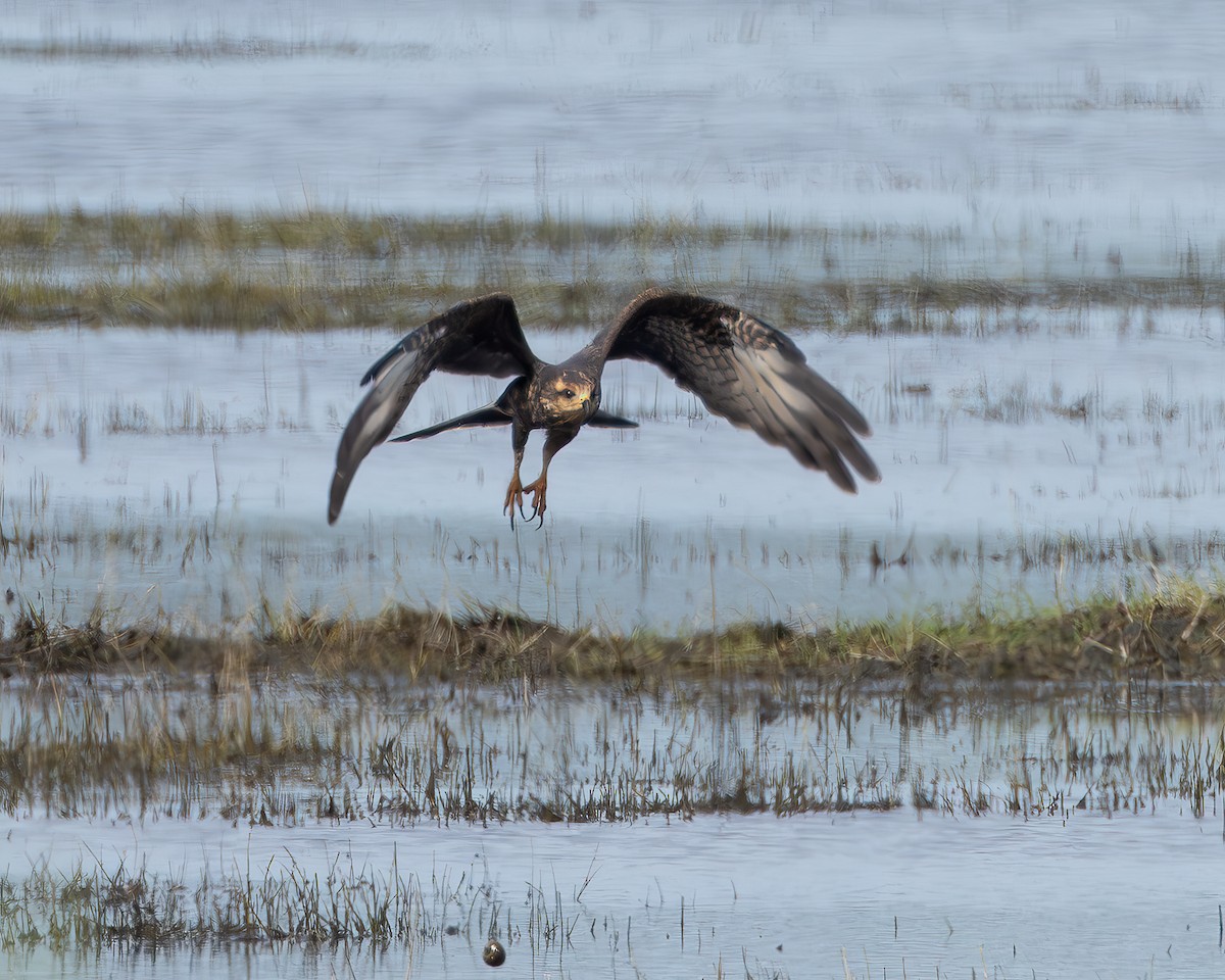 Snail Kite - ML642305096