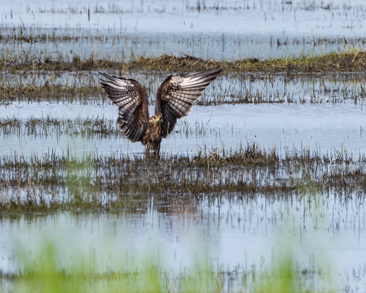 Snail Kite - ML642305097