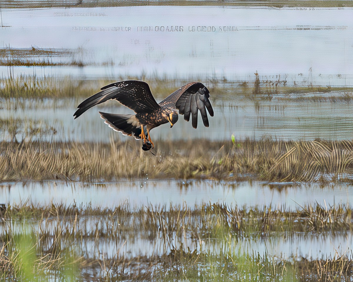 Snail Kite - ML642305098